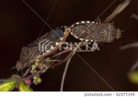 Adult Leaf-footed Bugs 82875340