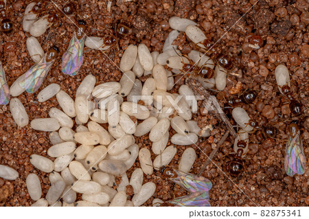 Small Adult Rover Ant 82875341