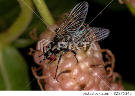 Adult House Fly 82875343