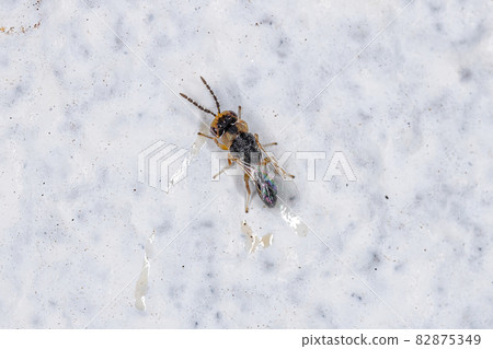 Small Adult Seed Chalcidoid Wasp Small Adult Seed Chalcidoid Wasp 82875349