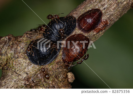 Small Adult Rover Ant  and Scale Insects 82875356