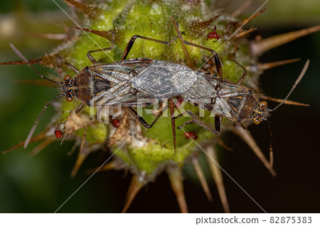 Adult Scentless Plant Bugs 82875383