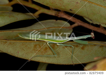 Adult Male Mantid 82875409