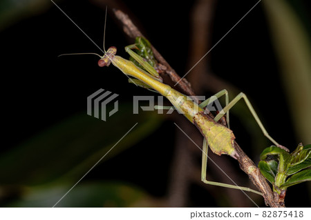 Small Mantid nymph 82875418
