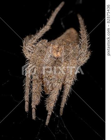 Female Adult Typical Orbweaver Female Adult Typical Orbweaver 82875436