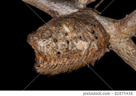 Mantises Egg Case Mantises Egg Case 82875438