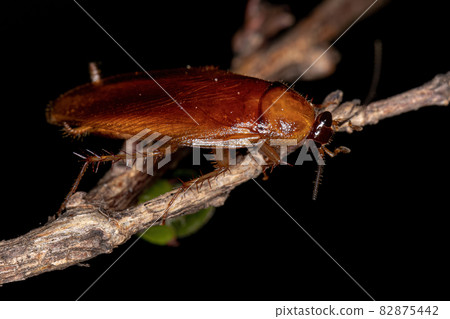 Adult Wood Cockroach 82875442