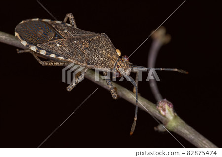 Adult Leaf-footed Bug 82875474