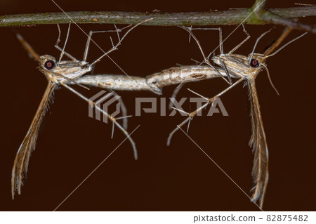 Adult Plume Moth 82875482