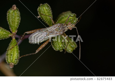 Adult Scentless Plant Bug 82875483