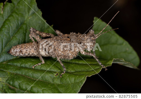 Short horned Grasshopper Short horned Grasshopper 82875505