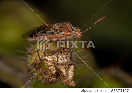 Adult Scentless Plant Bug 82875507