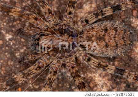 Adult Female Wandering Spider Adult Female Wandering Spider 82875525