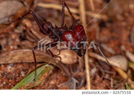Atta Leaf-cutter Ant Soldier Atta Leaf-cutter Ant Soldier 82875538