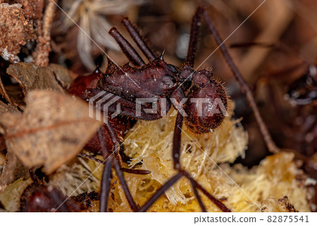 Atta Leaf-cutter Ant 82875541