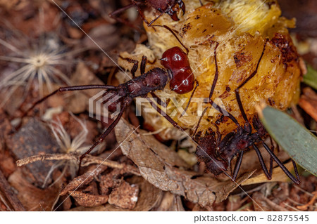 Atta Leaf-cutter Ant 82875545