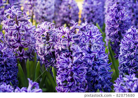 hyacinth 82875680