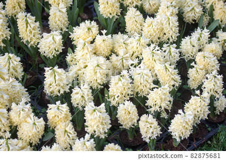 hyacinth 82875681