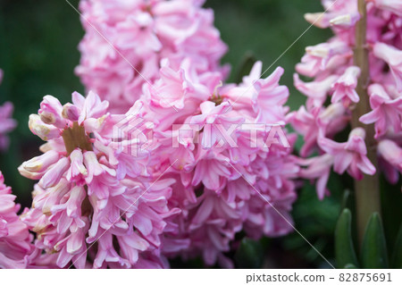 hyacinth 82875691