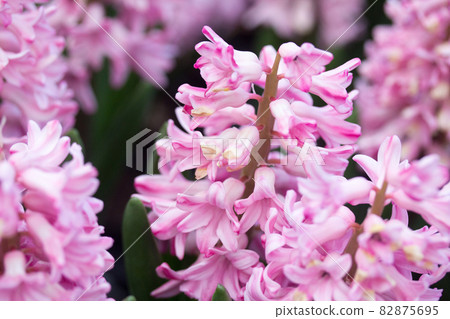 hyacinth 82875695