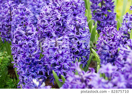 hyacinth 82875710
