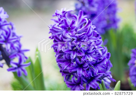 hyacinth hyacinth 82875729