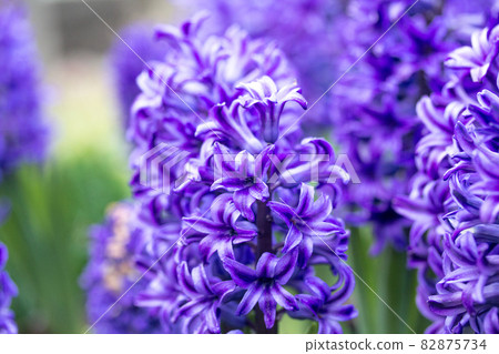 hyacinth 82875734
