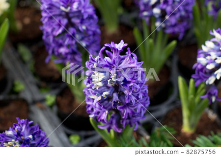 hyacinth 82875756