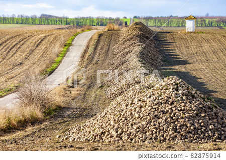 sugar beet near Jaroslavice, Southern Moravia, Czech Republic 82875914