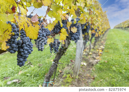 Blue grapes Cabernet Moravia in autumn vineyard, Southern Moravia, Czech Republic Blue grapes Cabernet Moravia in autumn vineyard, Southern Moravia, Czech Republic 82875974