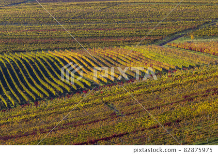 Autumn in moravian vineyards near Velke Bilovice, Southern Moravia, Czech Republic Autumn in moravian vineyards near Velke Bilovice, Southern Moravia, Czech Republic 82875975