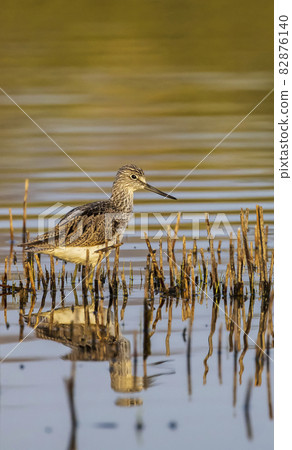 Common Greenshank (Tringa nebularia), Dehtar pond, Southern Bohemia, Czech Republic Common Greenshank (Tringa nebularia), Dehtar pond, Southern Bohemia, Czech Republic 82876140