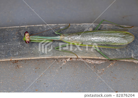 Adult Male Mantid Adult Male Mantid 82876204