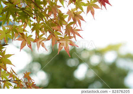 Momiji began to color 82876205