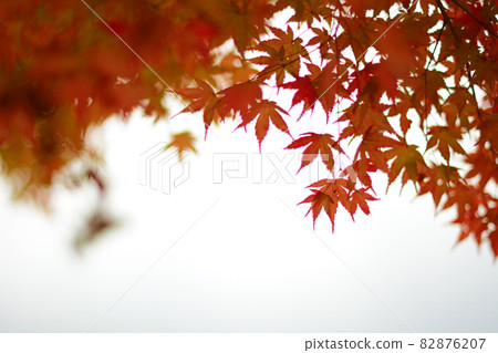 Momiji Momiji 82876207