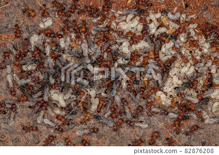 Adult Harvester Ants Adult Harvester Ants 82876208