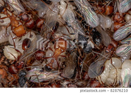 Adult Harvester Ants Adult Harvester Ants 82876210