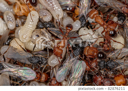 Adult Harvester Ants Adult Harvester Ants 82876211