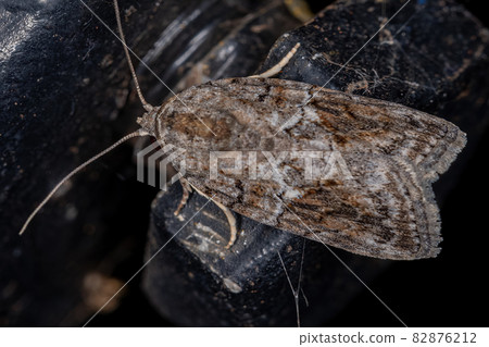 Black-olive Caterpillar Moth Black-olive Caterpillar Moth 82876212