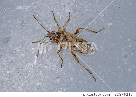 Adult Seed Bug Adult Seed Bug 82876213