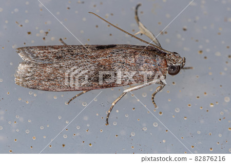 Pyralid Snout Moth 82876216