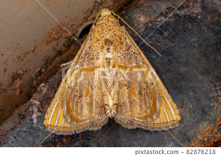 Adult Underwing Moth Adult Underwing Moth 82876218