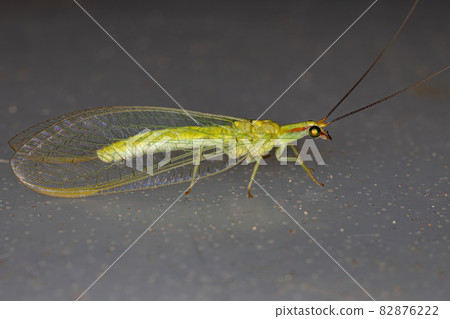Typical Green Lacewing Typical Green Lacewing 82876222