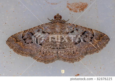 Adult Underwing moth 82876225
