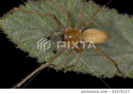 Adult Male Longlegged Sac Spider 82876227