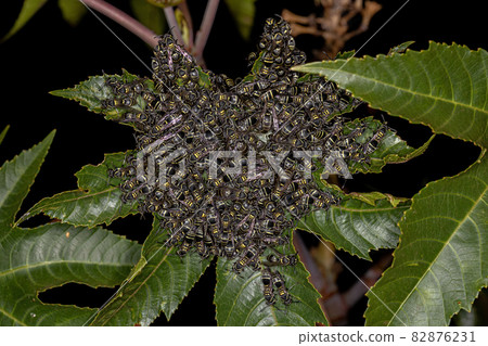 Adult Long-waisted Honey Wasps Adult Long-waisted Honey Wasps 82876231