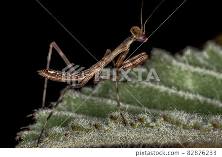 Small Mantid nymph 82876233