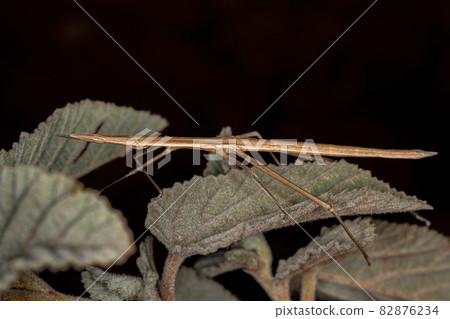 Neotropical Stick Grasshopper 82876234