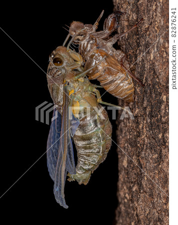 Adult Giant Cicada 82876241