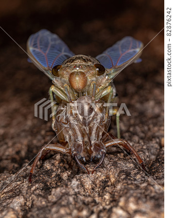 Adult Giant Cicada 82876242